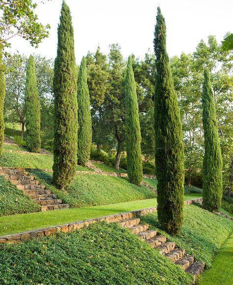 Italian-Cypress-Tree Italian Garden Design, Evergreen Trees For Privacy, Italian Cypress Trees, Italian Cypress, Fast Growing Evergreens, Italian Gardens, Evergreen Hedge, Garden Hedges, Florida Plants