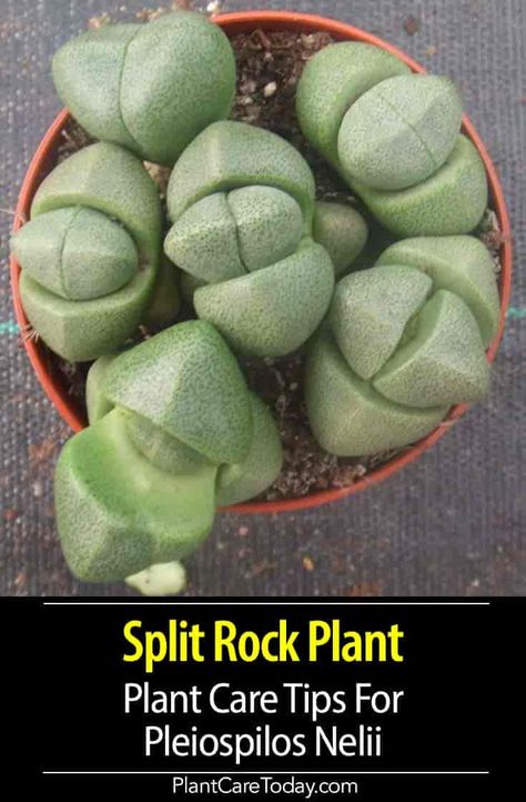 Pleiospilos Nelii (split rock plant) look like cleft stones, fantastic yellow flowers, buds resemble small tassels with long silky threads. [DETAILS Rock Succulents, Moon Cactus Care, Succulent Tips, Succulent Growing, Mimicry Plant, Living Stones Succulent, Lithops Succulents, Rock Plants, Split Rock