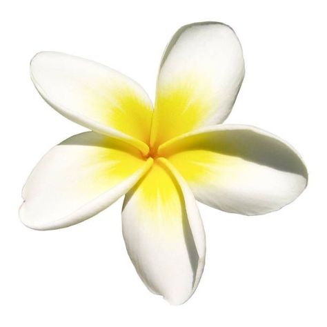 White Background Flower, White Frangipani, Indian Jasmine, Beach Icon, Background Flower, Flower Icons, Summer Icon, Wallpaper Ipad, Nothing But Flowers