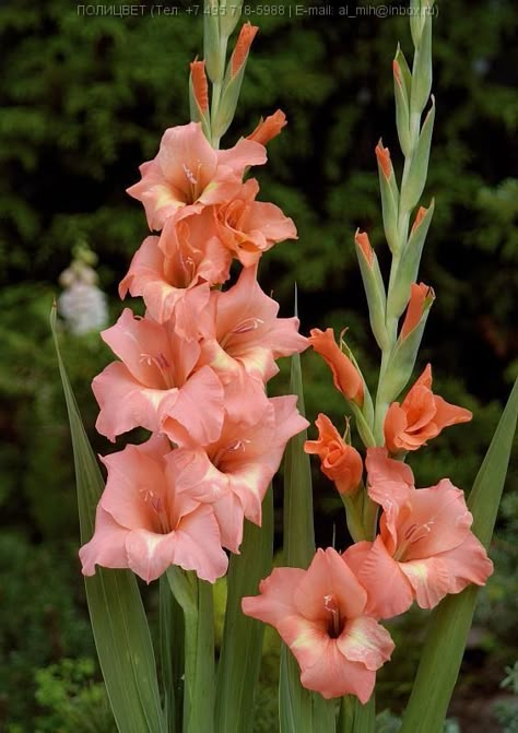 Gladiolus Arrangements, August Birth Flower, Gladiolus Flower, Flower Identification, Gladioli, Flowers Tattoo, Nothing But Flowers, Hybrid Tea Roses, Cut Flower Garden