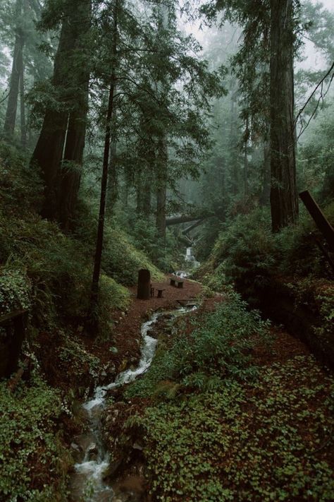 Big Sur Redwoods, Deetjens Big Sur, Big Sur Aesthetic, Folklore Cabin, Big Sur Camping, Camping In California, Pacific Northwest Forest, Pnw Aesthetic, North California