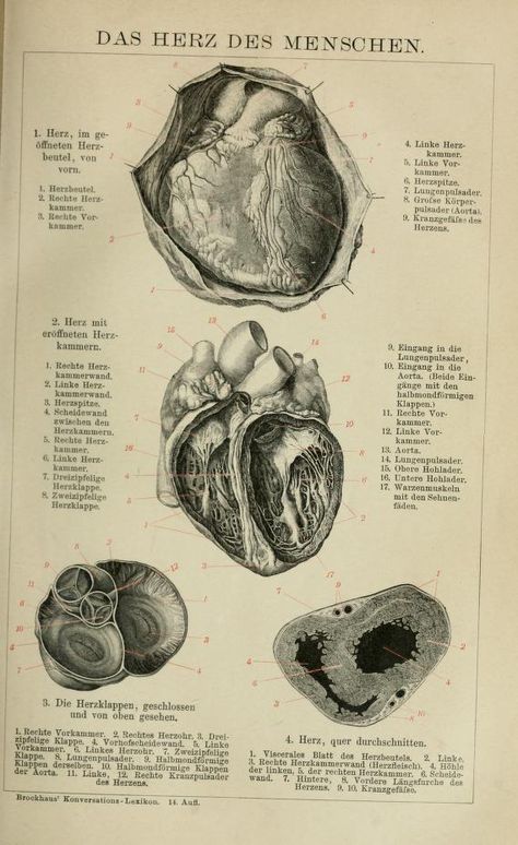 Human Heart Anatomy, Medical Poster, Medical Drawings, Vintage Anatomy, Lithography Prints, The Human Heart, Heart Anatomy, Human Anatomy Art, Heart Illustration