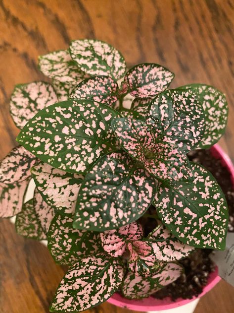 Hypoestes Cactus Images, Ti Plant, Ghost Plant, Red And White Flowers, Pretty Leaf, Amazon Kitchen Gadgets, Pink Plant, Trailing Plants, Starter Plants