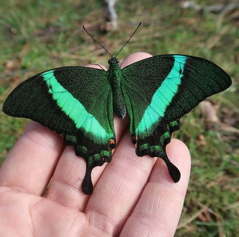 Papilio palinurus, the emerald swallowtail.  ©coppensb Emerald Swallowtail Butterfly Tattoo, Emerald Swallowtail Butterfly, Emerald Swallowtail, Emerald Moth, Emerald Butterfly, Plantas Interior, Insect Tattoo, Insect Photography, Cool Bugs