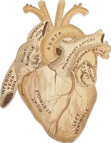 Heart Diagram, Fairy Grunge Aesthetic, Heart Anatomy, Vintage Medical, Medical Art, Human Heart, Kirsten Dunst, Medical Illustration, Science Books