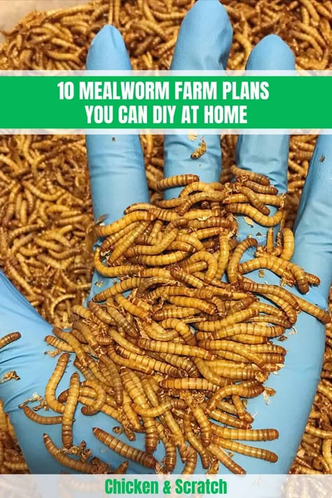 10 Mealworm Farm Plans You Can DIY at Home Meal Worms For Chickens, Worm Farm Diy, Meal Worms Raising, Mealworm Farm, Feeding Chickens, Raising Quail, Meal Worms, Raising Farm Animals, Chicken Feeders