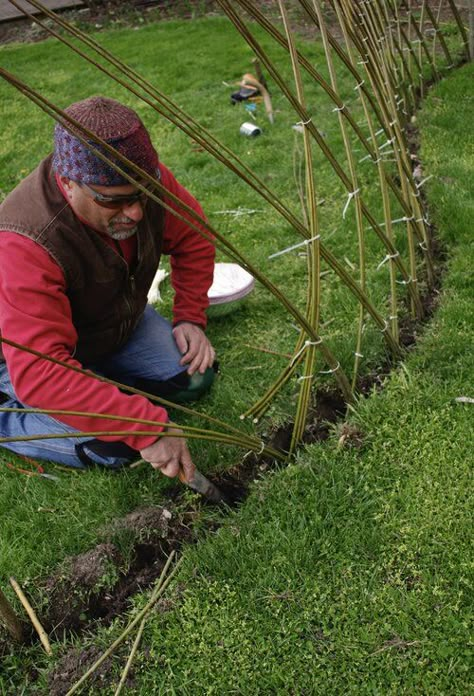 Living Willow Fence, Living Fences, Willow Structures, Willow Fence, Willow Garden, Living Willow, Natural Fence, Living Fence, Willow Weaving