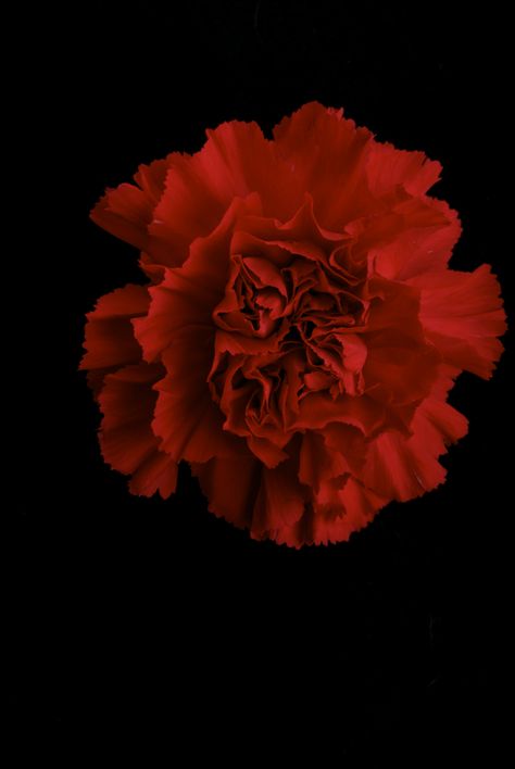 Red Carnation | PLEASE REMIX ME see ReMix flower project set… | TIGER500 | Flickr The Lovers Tarot Card, Red Era, Red Carnation, Cat Frame, Flower Silhouette, Octopus Art, Carnation Flower, Nothing But Flowers, Flower Therapy