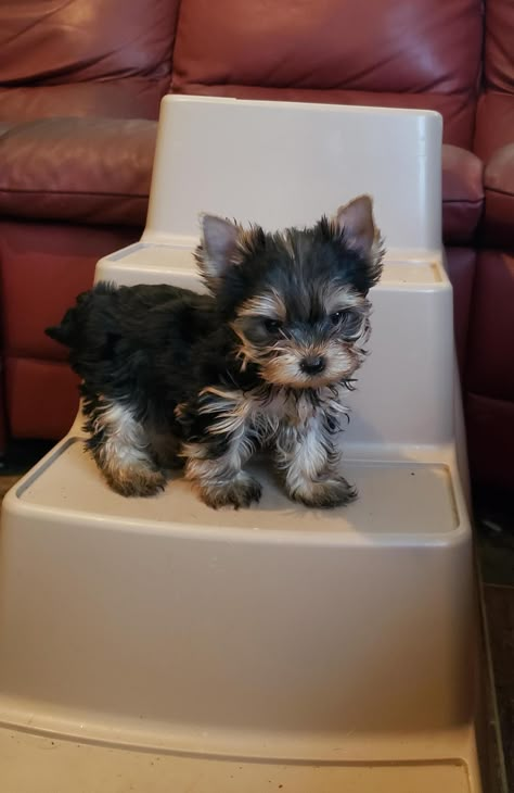 Tiny Tot Yorkies in Missouri | Yorkshire Terrier puppies | Good Dog Teacup Puppies For Sale Near Me, Small Dogs That Dont Shed, Moving To Usa, Yorkies Puppies, Small Cute Dogs, Yorkshire Puppies, Puppy Fever, Small Dog Accessories, Yorkshire Terrier Puppy