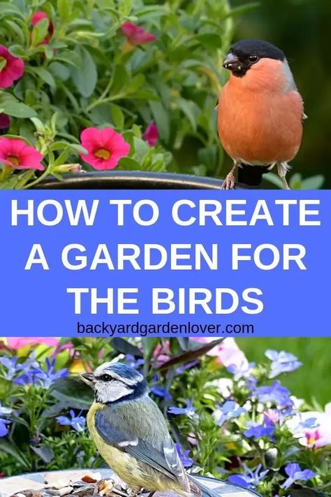 Wildlife Backyard, Backyard Birds Watching, Backyard Birds Sanctuary, Wildlife Garden, Bird Sanctuary, Bird Feeding, Wildlife Gardening, Garden Birds, How To Attract Birds