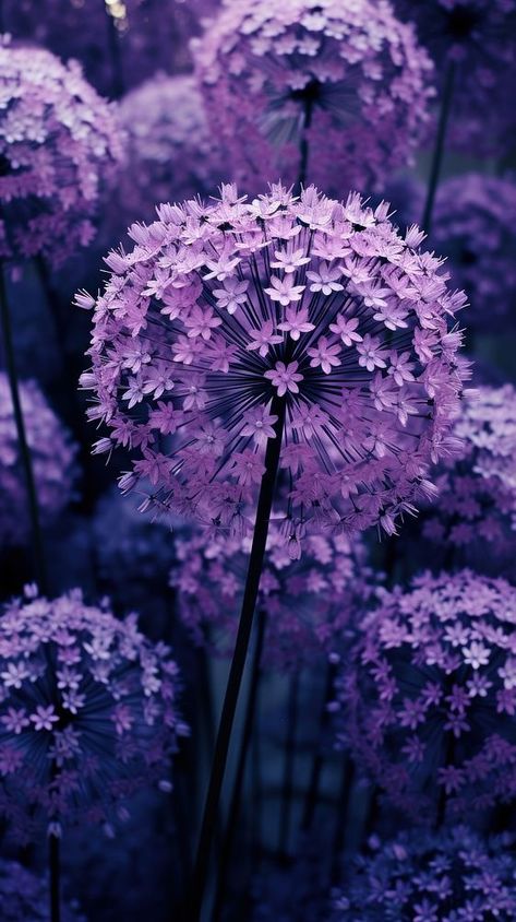 Allium Flowers Aesthetic, Allium Flowers Painting, Aesthetic Purple Photos, Allium Wallpaper, Iphone Wallpaper Dark Aesthetic, Alium Flower, Beach Screensaver, Purple Flower Aesthetic, Purple Violet Flower