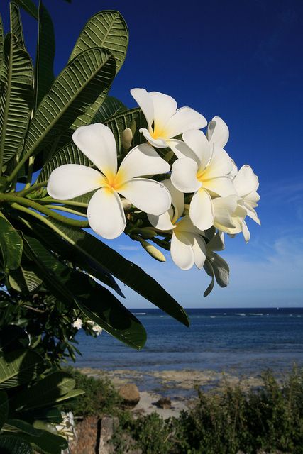 Plumeria blooms over the Indian Ocean at the luxury Alfajiri villas on Kenya’s Swahili Coast, 25 miles south of Mombasa (www.alfajirivillas.com). Image copyright www.amandacastleman.com. — at Diani Beach. Coconut Girl Aesthetic, Plumeria Flowers, Nothing But Flowers, Mombasa, Flower Therapy, Most Beautiful Flowers, Hawaiian Flowers, Trik Fotografi, Coconut Girl