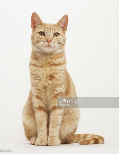 Stock Photo : A ginger and cream coloured Cat (Felis catus) sitting with its front paws together front view #cat #cat #poses Cat Poses Sitting, Cat Drawing Front View, Cat Front View Drawing, Cat Reference Poses Photo, Sitting Pose Reference Front View, Cat Photo Reference, Cat Sitting Reference, Cat Pose Reference Photos, Cat Facing Forward