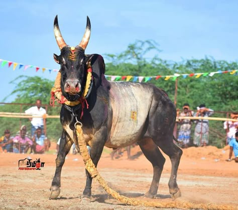 nani tallapureddy Jallikattu Images Hd Wallpaper, Jallikattu Bull Images, Jallikattu Photos, Jallikattu Kaalai Hd Images, Indian Bull Images, Pongal Images, Nandi Bull, Bull Pictures, Bull Images