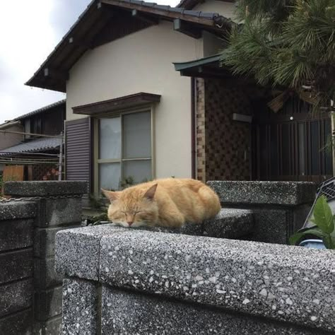 Japanese Core, Japan Vibes, Japan Core, Cat Island, Japan Aesthetic, Quiet Life, Japanese Aesthetic, Orange Cat, My Vibe