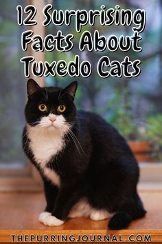 Tuxedo Cats Funny, Tuxedo Cat Halloween, Tuxedo Cats Aesthetic, Gray Tuxedo Cat, Long Haired Tuxedo Cat, Grey Tuxedo Cat, Fluffy Tuxedo Cat, Tuxedo Cat Aesthetic, Tuxedo Cat Tattoo