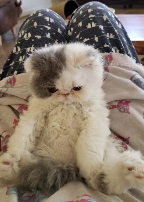 Curly Haired Cat, Exotic Shorthair Cat, Dream's Cat, Persian Cats, Persian Kittens, Exotic Shorthair, Silly Cats Pictures, Love And Affection, Animals Dogs