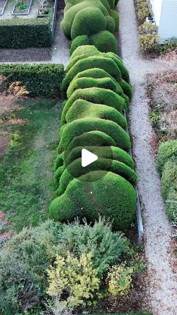 Joel m Battersby on Instagram: "Top of the white lodge cloud hedge" White Lodge, Garden Hedges, Hedges, Horticulture, The White, On Instagram, White, Instagram