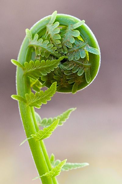 Ostrich Fern...so unique... loves shade Spirals In Nature, Fiddlehead Ferns, Fern Frond, Fibonacci Spiral, Healthy Advice, Golden Ratio, Patterns In Nature, Shade Garden, Plant Life