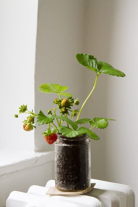 strawberry plant | reading my tea leaves Reading My Tea Leaves, Snake Plant Care, Strawberry Planters, Strawberry Garden, My Tea, Aloe Vera Plant, Strawberry Plants, Plant Aesthetic, Pretty Plants