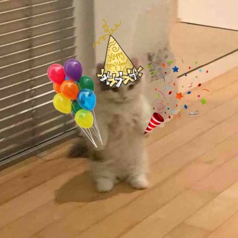 Cursed Happy Birthday Images, Happy Bday Funny, Happy Birthday Pfp, Happy Birthday Reaction Pic, Birthday Cat Meme, Birthday Reaction Pic, Cute Cat Happy Birthday, Hbd Happy Birthday, Birthday Pfp