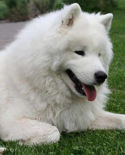 Most Beautiful Dog Breeds, Samoyed Dog, Beautiful Dog Breeds, Samoyed Puppy, Most Beautiful Dogs, Samoyed Dogs, Dog Photo, Fluffy Dogs, White Dog