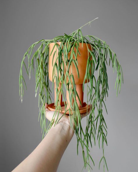 Marisa on Instagram: “Most of the new strands on my Hoya Linearis have finally grown long enough to lie flat, except for this one little stubborn strand that’s…” Hoya Linearis, Dream Garden, Macrame Plant Hanger, Plant Hanger, House Plants, Patio, Plants, Green, On Instagram