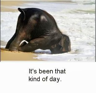 Bad day? - Gallery Bad Day At Work Quotes, Bad Day Meme, Bad Day Humor, Baby Penguins, Bad Mood, Having A Bad Day, Work Humor, Bad Day, Alsace