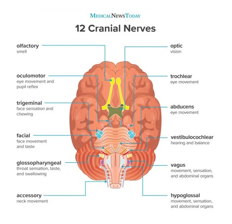 Cranial Nerves Function, 12 Cranial Nerves, Brain Anatomy And Function, Nervous System Anatomy, Nerve Anatomy, Sistem Saraf, Facial Nerve, Basic Anatomy And Physiology, Medical Student Study