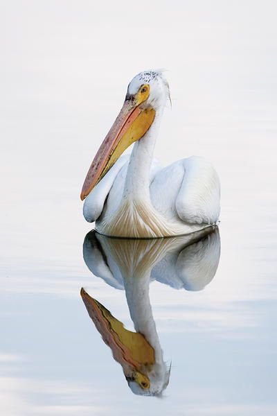 Pelican Drawing, Birds Drawings, Bird Wings Costume, White Pelican, Pelican Art, Pelican Bird, Coastal Birds, Shorebirds, Bird Art Print