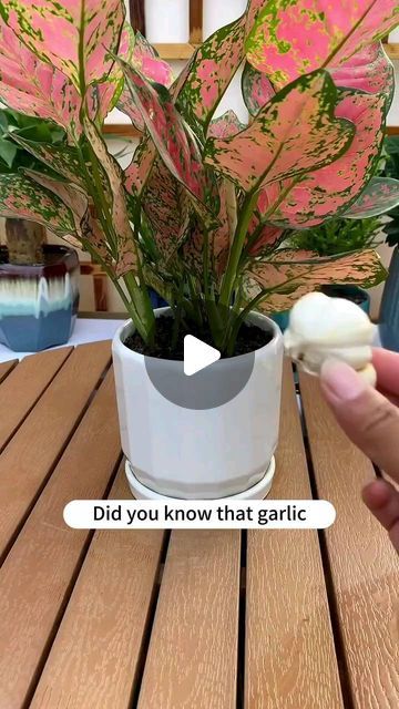 Gardening | Housewife | Farm on Instagram: "How to promote flower growth with garlic? #soiltester #garden #flowers #plants #flower #gardening #plant #plantlover #plantlife #gardenlove #gardenlife #growyourown" How To Grow Indoor Plants, How To Grow Flowers At Home, Plants Indoors Ideas, Indoor Plant Ideas Decor, Garlic Fertilizer, Indoor Plants Care Tips, Plant Container Ideas, House Plants Decor Indoor, Indoor Gardening Diy