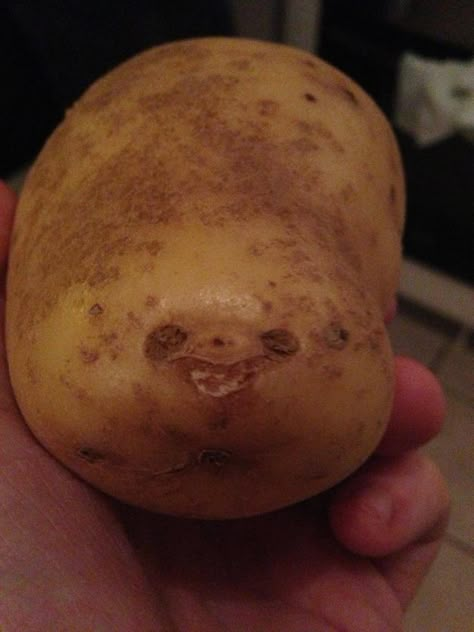 POTATO SLOTH A Sloth, A Potato, Clean Humor, Have A Laugh, Good Ole, Food Humor, Laughing So Hard, You Funny, Makes Me Laugh