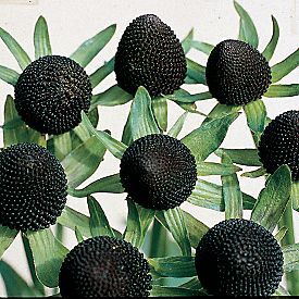 Rudbeckia occidentalis, commonly known as Black Coneflower, is an unusual flower in that it has no petals like other varieties of Rudbeckia. Green Wizard, Bonsai Indoor, Goth Garden, Garden Catalogs, Gothic Garden, Midnight Garden, Black Garden, Dark Flowers, Low Maintenance Plants