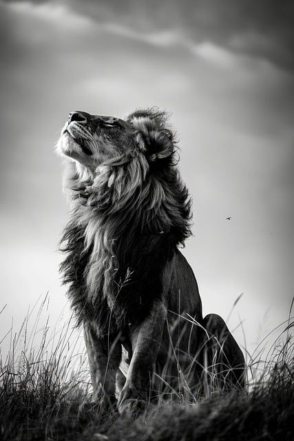 Lion Portrait Black - Free photo on Pixabay Lion Shadow, Powerful Animal Photography, Black And White Animal Pictures, Images Of Lions, Lion Portrait Photography, Lion Looking Up, Lion Black, Lion Pics, Lion Face Photography