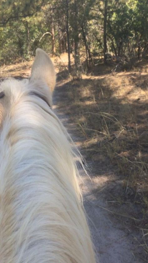 Trail ride!! [Video] | Fotografía de caballos, Vídeos de caballos, Caballos tumblr Caballos Aesthetic, Video Horse, Horses Videos, Horse Video, Aesthetic Horse, Riding Aesthetic, Horse Riding Aesthetic, Trail Ride, Funny Horses