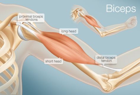 The Biceps (Human Anatomy): Function, Diagram, Conditions, & More Elbow Anatomy, Biceps Brachii Muscle, Dumbbell Bicep Workout, Muscles Anatomy, Workout Biceps, Arm Anatomy, Huge Biceps, Good Arm Workouts, Bicep Workout