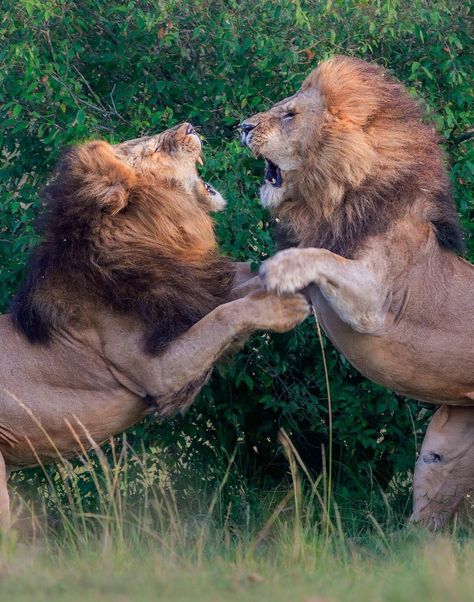 Lion sightings - Salas males! Great capture of an intense... Lion Reference Poses, Lion Reference Photo, Lion Poses, Painting Anatomy, Lion Reference, Lion Photos, Lion Hd Wallpaper, Random Poses, Masai Mara Kenya