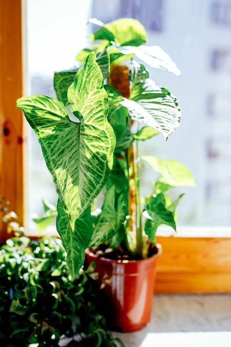 Arrowhead Plant Care, Indoor Plants Tips, Syngonium Albo, Arrowhead Vine, Produce Garden, Syngonium Podophyllum, Plants Tips, Arrowhead Plant, Flamingo Flower