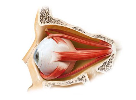 Marcus Olesak beautiful extra ocular muscles Eye Muscles Anatomy, Educational Illustrations, Anatomy Stickers, Eye Muscles, Medical Images, Moon Stars Art, Medical Illustrations, Human Anatomy Reference, Medical Library