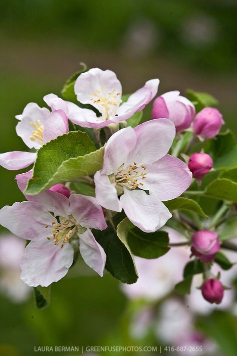 Pink and white apple blossoms on apple trees in an apple orchard in spring. Garden Photography Ideas, Apple Tree Garden, Apple Tree Blossoms, Apple Blossom Flower, Apple Flowers, White Apple, Tree Garden, Apple Blossoms, Apple Trees