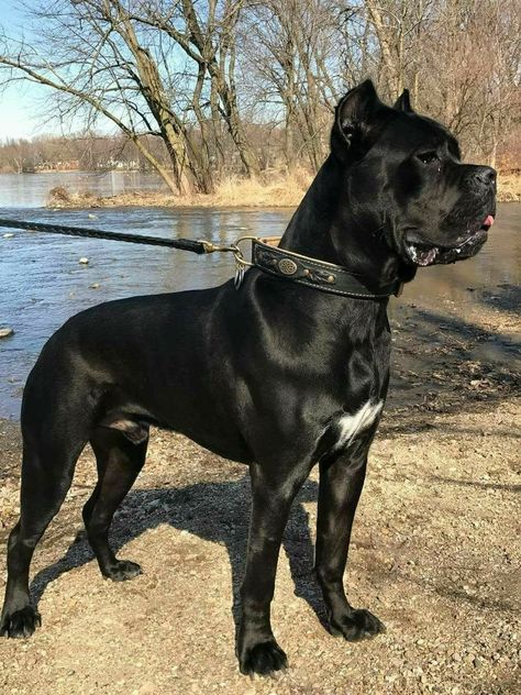 Cane Corso Dogs Cane Corso Scary, Cane Corso Aesthetic, King Corso Dog, Black Cane Corso, Chien Cane Corso, Worlds Largest Dog, Cane Corso Dog Breed, Tattoos Dog, Pet Anime