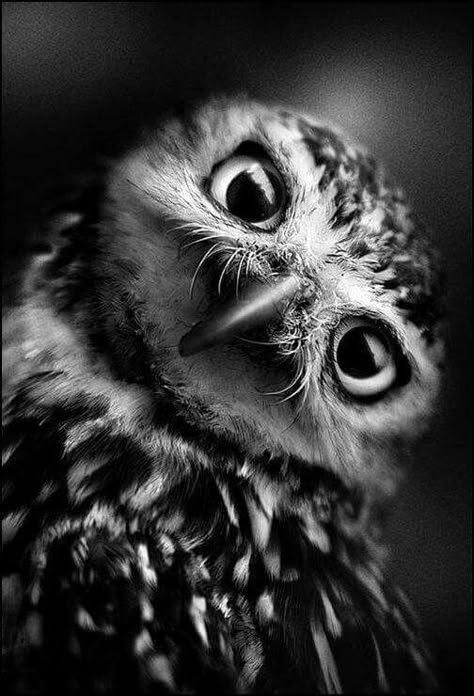 Regard Animal, Black And White Birds, Owl Pictures, White Owl, Black And White Photograph, Appaloosa, White Bird, Black N White Images, Black And White Photos