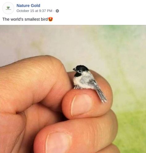 Is This a Photo of a Zunzuncito, the World's Smallest Bird? Cute Small Animals, Tiny Bird, Polymer Clay Miniatures, Cute Animals Images, Miniature Animals, Miniature Crafts, Mini Things, Cute Animal Photos, Cute Little Things