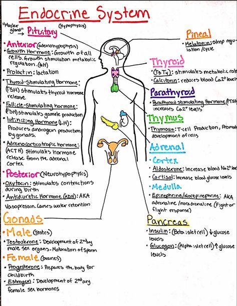 Nursing Follow me for more! Geriatric Nursing, Study Things, Medical Assistant Student, Nurse Study, Basic Science, Nursing School Essential, Nursing Life, Nursing School Motivation, Medical School Life