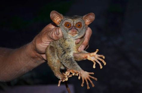 Wisata Tarsius Hutan Lindung Daerah Batu Mentas Belitung