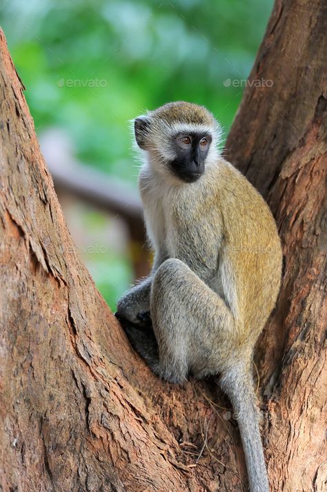 Tree Monkey, No Emotion, Monkey Species, Vervet Monkey, Jungle Monkey, Small Monkey, Travel Tree, Wildlife Reserve, Great Ape