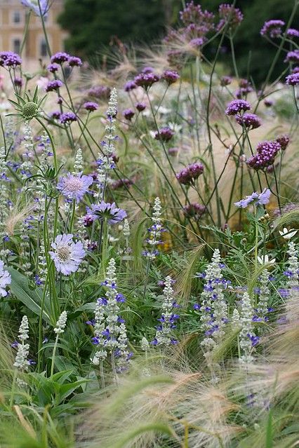 Salvia Plants, French Garden Design, Rose Garden Design, Small Purple Flowers, Palm House, Zen Garden Design, Bloom Where Youre Planted, Healing Garden, Magical Herbs