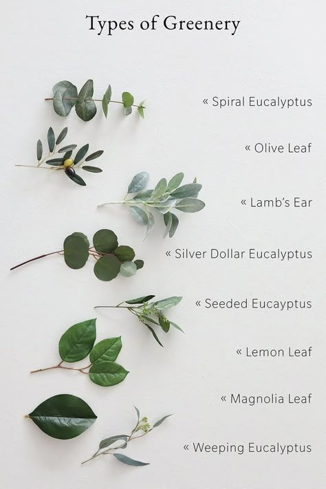 Types Of Greenery, Wedding Flower Types, Dresses 15, Gold Quince, Home Decor Green, Sage Wedding, Sage Green Wedding, Artificial Greenery, בר מצווה