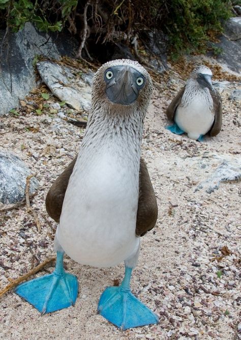 Weird Looking Animals That Really Exist | 10 Weird Animals You Won’t Believe Actually Exist Weird Looking Animals, Booby Bird, Unusual Animals, Rare Animals, 웃긴 사진, Pretty Birds, Weird Animals, Unique Animals, Animals Of The World