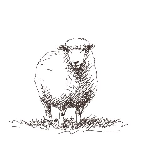 Sheep Sketch Drawings, Easy Sheep Drawings, Sheep Line Drawing, Sheep Line Art, How To Draw A Sheep, Sheep Head Drawing, Sheep Drawing Illustration, Sheep Drawing Simple, Farm Animal Sketches